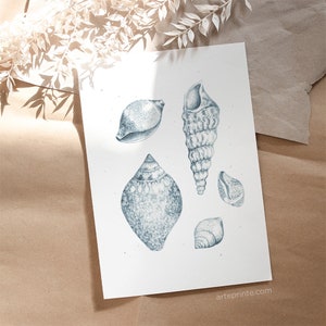 A giclee fine art print of a blue pencil sketch displaying seashells, laid on kraft paper with soft sunlight shadows, highlighting vintage coastal nature illustration artwork.