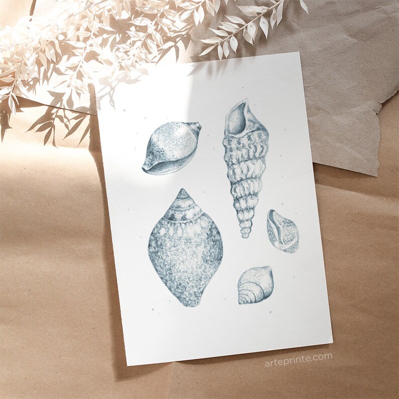 A giclee fine art print of a blue pencil sketch displaying seashells, laid on kraft paper with soft sunlight shadows, highlighting vintage coastal nature illustration artwork.