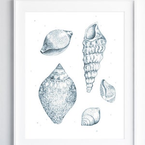 A large minimalist wall art piece of a shells drawing print in a white frame, hanging above a light blue sofa in a bright living room, adding a detailed vintage coastal nature illustration to a modern coastal interior.
