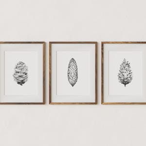 May include: Three framed black and white illustrations of pine cones. The illustrations are in a minimalist style and feature different angles of the pine cones.