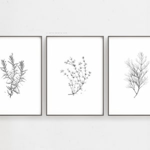 May include: Set of three black and white botanical illustrations featuring a sprig of rosemary, a sprig of thyme, and a sprig of dill.