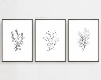 Prints Sets of 3 Minimalist Drawing Herbs Black and White Botanical Wall Art Set of 3 Prints - Aesthetic Pencil Sketches by Aga Szafranska