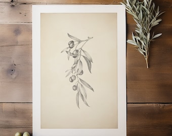 Olive Branch Pencil Drawing Print: Vintage Botanical Wall Art, Rustic Kitchen Decor - Giclee