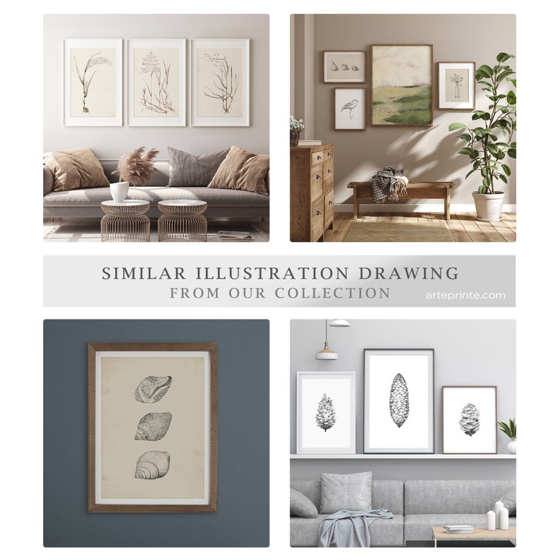 An illustration collage with the text 'SIMILAR ILLUSTRATION DRAWING FROM OUR COLLECTION' 'arteprinte.com'. It shows four framed, minimalist wall art options. Top left: set of three sketches of grass blades over a grey sofa. Top right: vintage gallery wall with a green landscape above a wooden bench. Bottom left: blue-pencil sketch of three sea shells in a wooden frame, from a vintage coastal nature illustration. Bottom right: three framed drawings of pine cones above a grey couch.