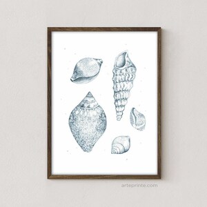 A clean, minimalist wall art mockup on a white textured wall, showcasing a shells drawing print in a dark wood frame. The blue pencil sketch vintage coastal nature illustration features five detailed seashells.