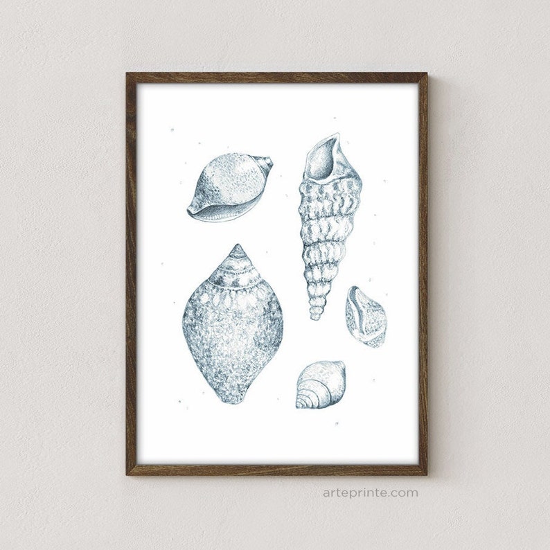 A clean, minimalist wall art mockup on a white textured wall, showcasing a shells drawing print in a dark wood frame. The blue pencil sketch vintage coastal nature illustration features five detailed seashells.