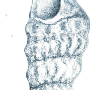 A macro close-up showing the intricate texture and fine detail of a blue pencil sketch from a shells drawing print, showcasing high quality giclee pencil shading.