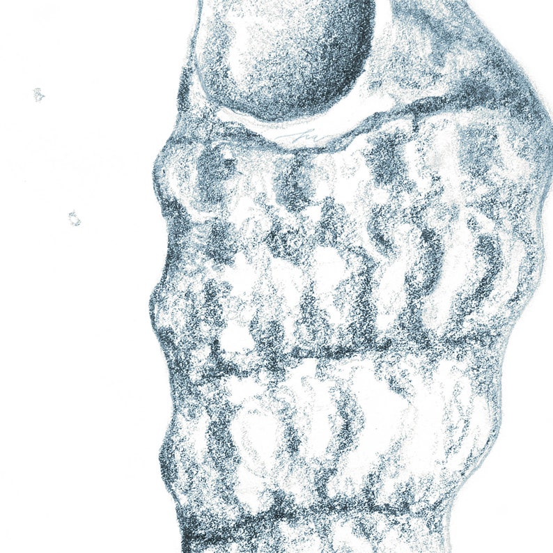 A macro close-up showing the intricate texture and fine detail of a blue pencil sketch from a shells drawing print, showcasing high quality giclee pencil shading.