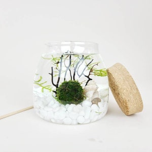 Ro Java Moss Ball Terrarium Kits de créations artisanales pour accessoires de bureau Cadeaux d'anniversaire uniques Cadeau plante d'intérieur pour elle Cadeaux de fête des mères image 2