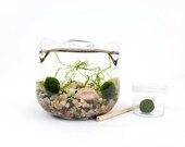 Cat Ears Marimo Moss Ball Terrarium Kit Live Aquatic Plant Office Desk Accessories Decor Indoor Plant Gifts DIY Craft Kits Animal Planters