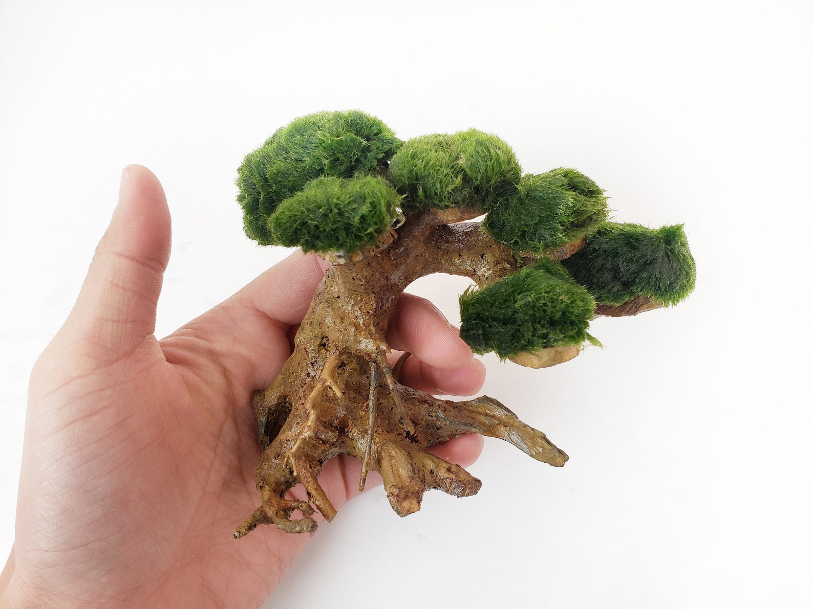 Marimo Moss Ball Driftwood Bonsai Tree for Aquarium Terrarium Etsy