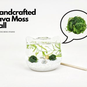 Cat Java Moss Ball Terrarium DIY Craft Kit Valentine's Day Gift for Girlfriend Office Desk Accessories Plant Decor Cat Lover's Gift for Her