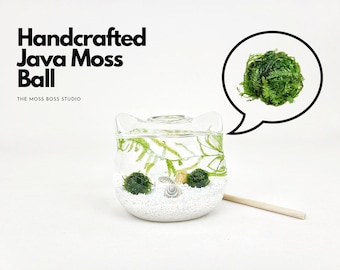 Cat Java Moss Ball Terrarium DIY Craft Kit Mother's Day Gifts Office Desk Accessories Plant Decor Cat Lover's Gift for Her Girlfriend Gifts