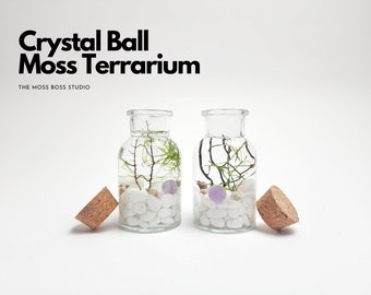 Lia Mini Crystal Ball Moss Terrarium DIY Craft Kit for Office Desk Accessories Indoor Plant Gift for Her Christmas Day Gift from Daughter