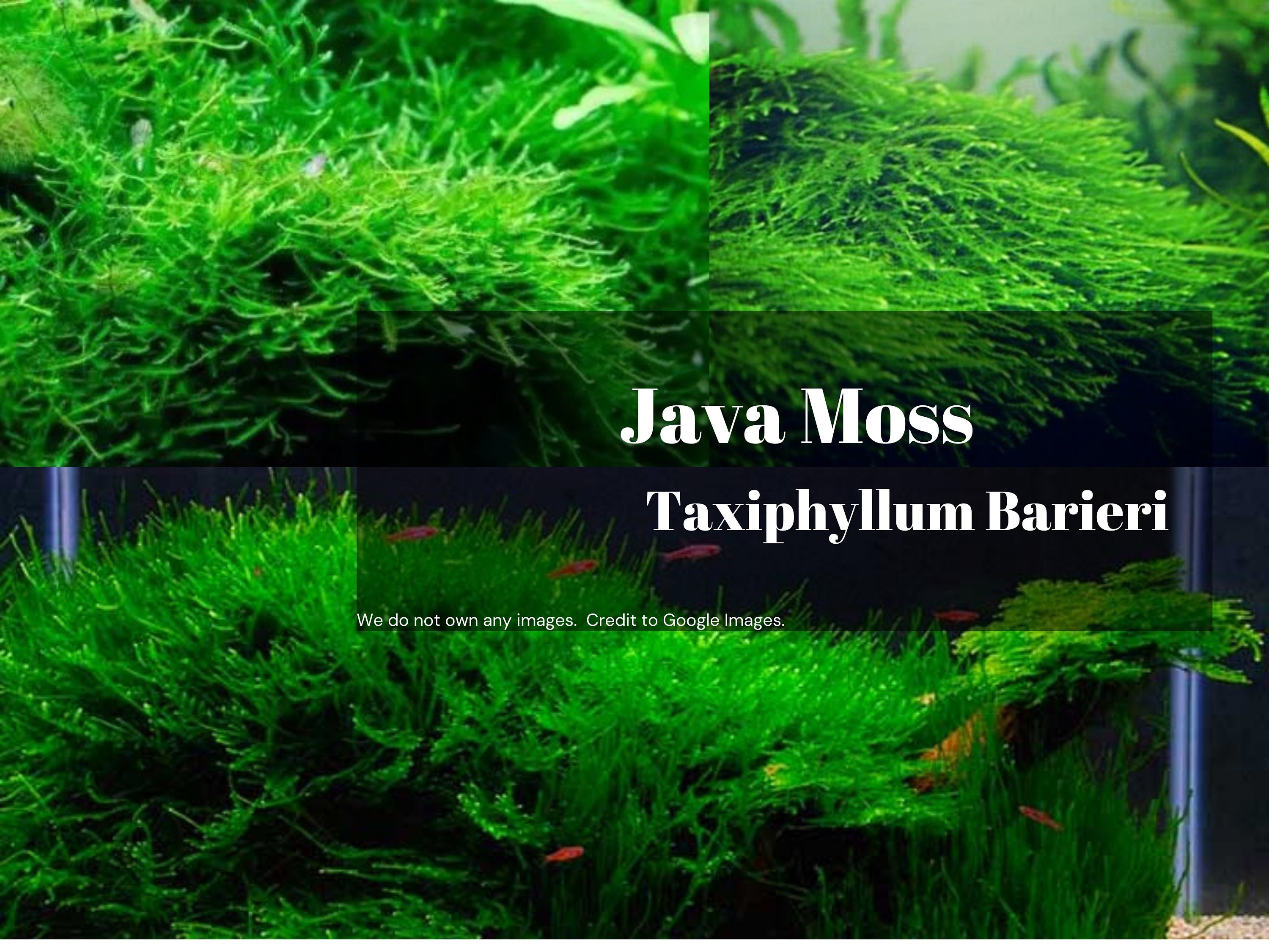 Java Moss Taxiphyllum Barbieri for Planted Tank Live Aquarium