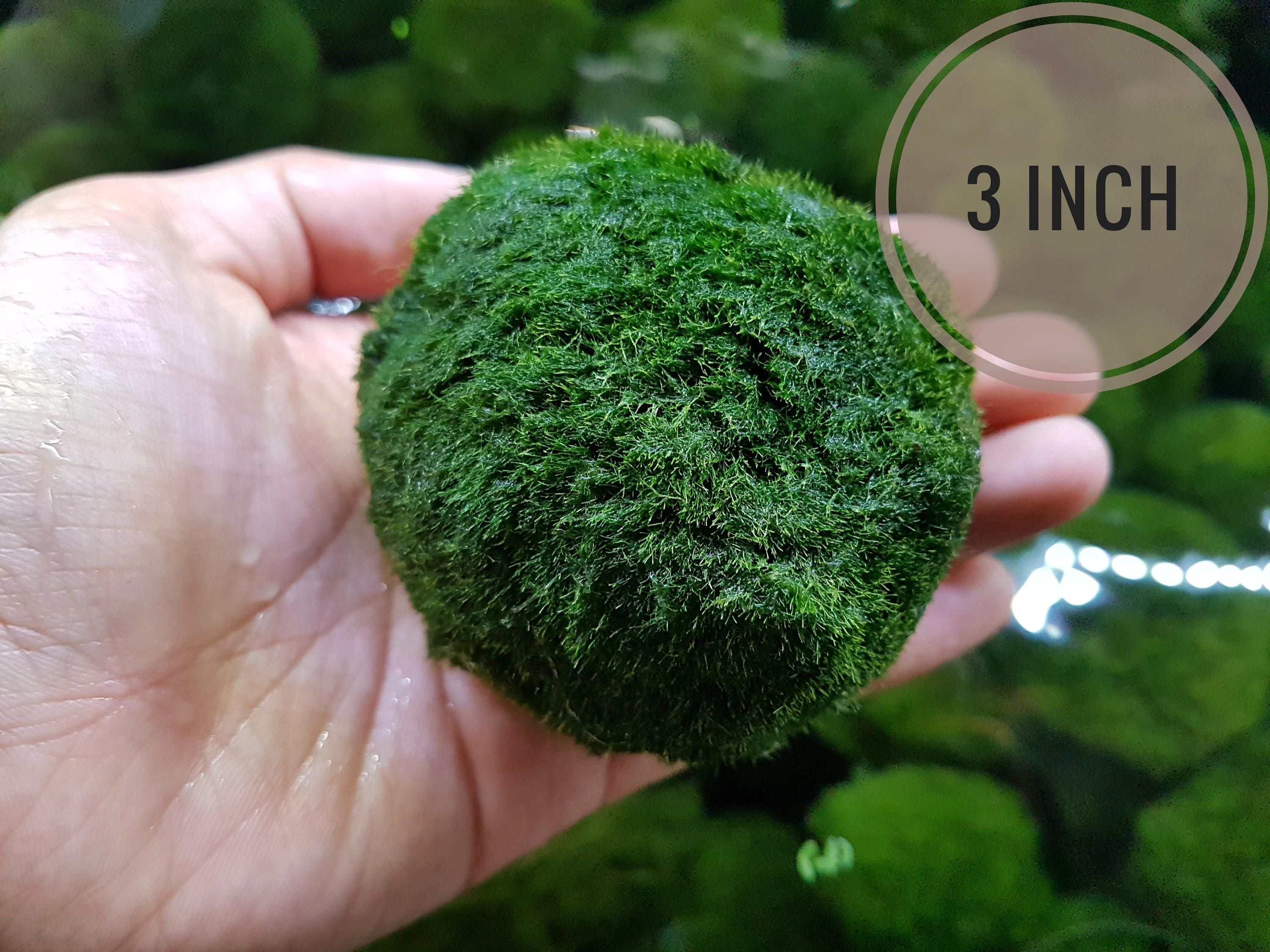 RARE Jumbo Marimo Moss Ball 3in for Terrarium Planted Tank Etsy