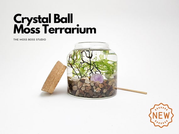 Big Cat Mini Crystal Ball Moss Terrarium DIY Craft Kit for Office Desk  Accessories Indoor Plant Gift for Her Christmas Day Gifts Terrarium 