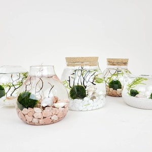 Ro Java Moss Ball Terrarium Kits de créations artisanales pour accessoires de bureau Cadeaux d'anniversaire uniques Cadeau plante d'intérieur pour elle Cadeaux de fête des mères image 4