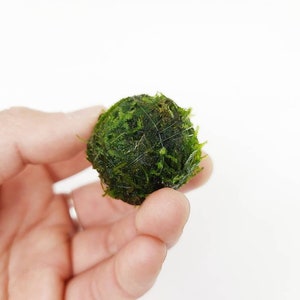 Large Java Moss Ball for Terrarium Planted Tank Live Aquarium Decorations Fish Shrimp Indoor Plant Accessories Aquatic Terrarium