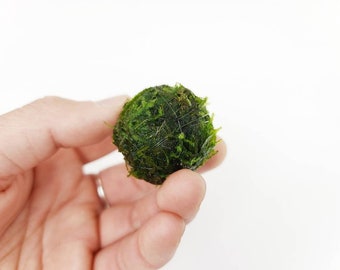 Large Java Moss Ball for Terrarium Planted Tank Live Aquarium Decorations Fish Shrimp Indoor Plant Accessories Aquatic Terrarium