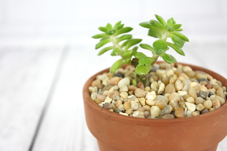 Natural Pebbles Terrarium Supplies for Indoor Plant Succulent Etsy