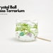 see more listings in the Crystal Ball Terrarium section