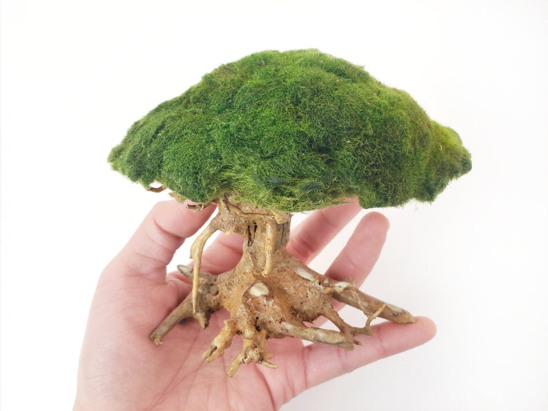 Marimo Moss Ball Driftwood Bonsai Tree for Aquarium Terrarium Etsy