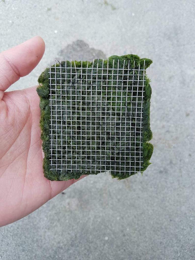 Marimo Moss Carpet on Mesh for Aquarium Planted Tank Fish Etsy