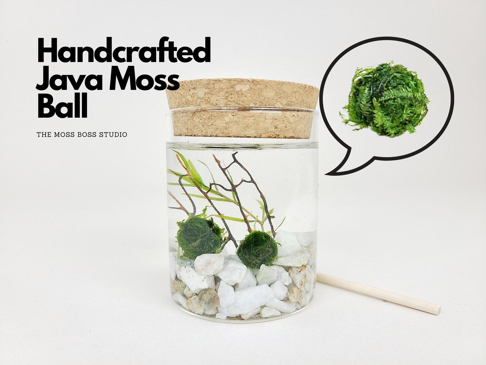 Zo Java Moss Ball Terrarium Kit for Office Desk Decor Indoor Etsy