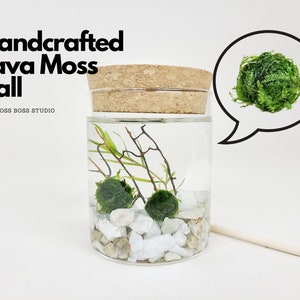 Java Moss Aquatic Terrarium Craft Kit, DIY Craft Kit, Gifts