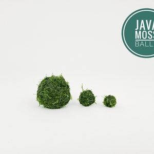 Java Moss Ball Nano Packs Live Aquarium Plant for Terrariums Decorations Indoor Plants Gift Holiday Favors Unique Gifts For Her image 2