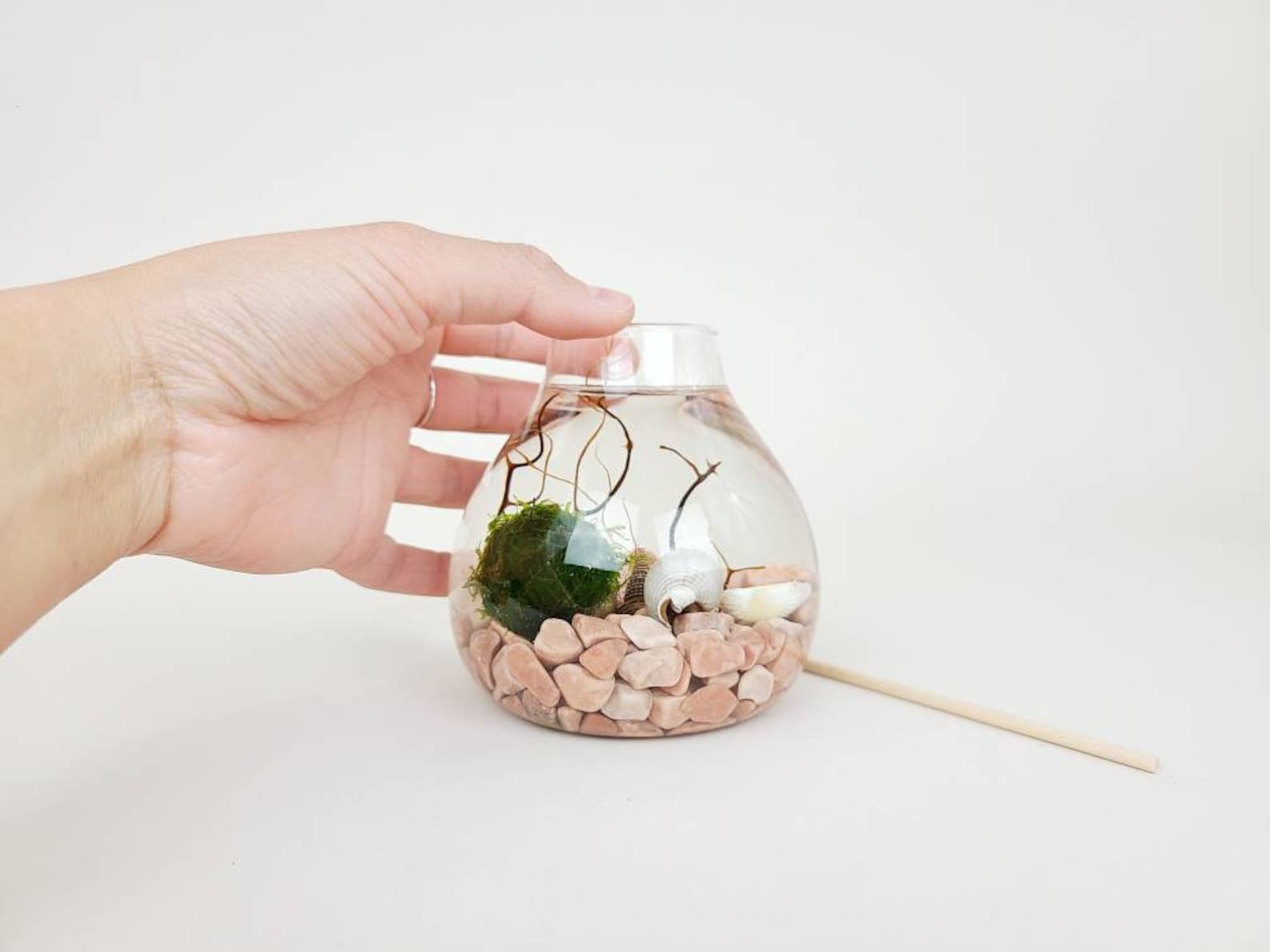 Jo Java Moss Ball Terrarium Kit Office Desk Accessories DIY Etsy