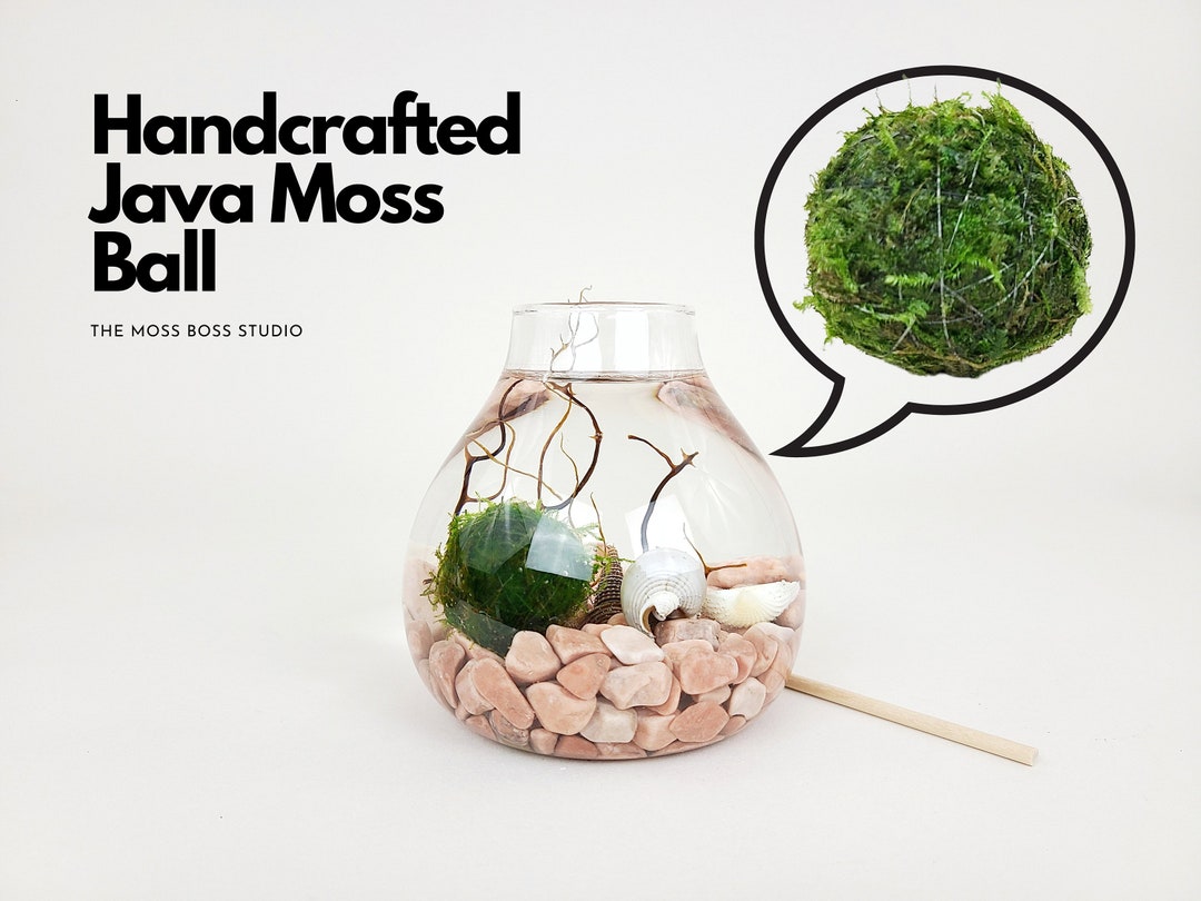 Jo Java Moss Ball Terrarium Kit Office Desk Accessories DIY Craft Kits
