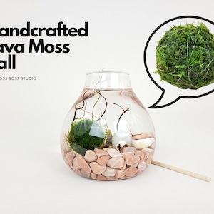 May include: Handcrafted Java Moss Ball in a clear glass vase with pink stones, a seashell, and a branch. The moss ball is also shown in a separate speech bubble.