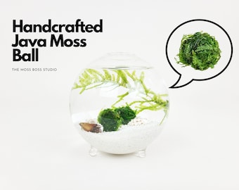 Small Zen Nano Java Moss Ball Terrarium Kit for Office Desk Accessories Indoor Plant Gifts Office Decor Valentine's Day Gift DIY Craft Kit