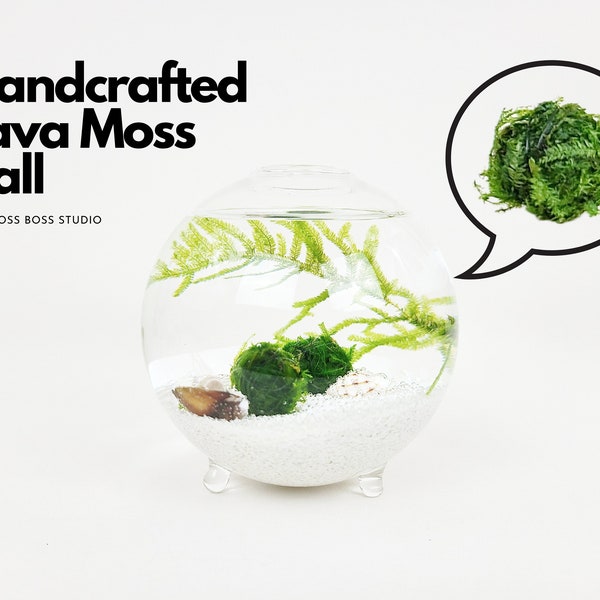 Small Zen Nano Java Moss Ball Terrarium Kit for Office Desk Accessories Indoor Plant Gifts Office Decor Valentine's Day Gift DIY Craft Kit
