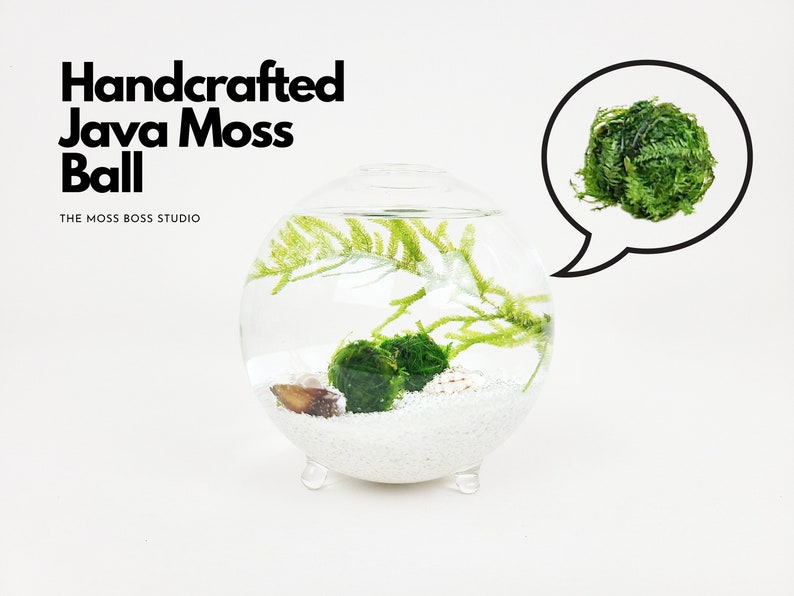 Small Zen Nano Java Moss Ball Terrarium Kit for Office Desk Accessories Indoor Plant Gifts Office Decor DIY Craft Kits Unique Birthday Gifts 