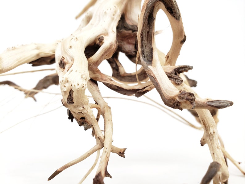 Natural Driftwood Tigerwood Aquarium Decoration Marimo Moss Etsy