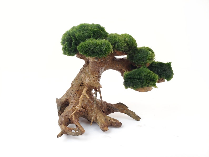 Moss Ball Bonsai Tree Bonsai Tree