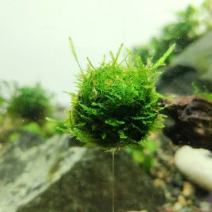 Floating Java Moss with Plant Anchor Live Aquarium Plant Terrarium Decoration Planted Tank Indoor Plant Unique Fathers Day Gift Holiday afbeelding 3