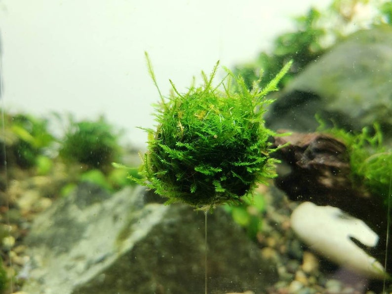 Floating Java Moss with Plant Anchor Live Aquarium Plant Terrarium Decoration Planted Tank Indoor Plant Unique Fathers Day Gift Holiday afbeelding 3