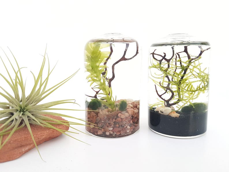 Marimo Moss Ball Terrarium Aquatic Plant Cy Bud Vase Etsy
