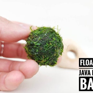 Floating Java Moss with Plant Anchor Live Aquarium Plant Terrarium Decoration Planted Tank Indoor Plant Unique Fathers Day Gift Holiday afbeelding 1