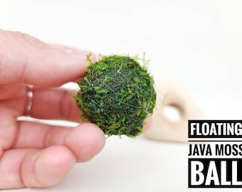 Floating Java Moss with Plant Anchor Live Aquarium Plant Terrarium Decoration Planted Tank Indoor Plant Unique Fathers Day Gift Holiday