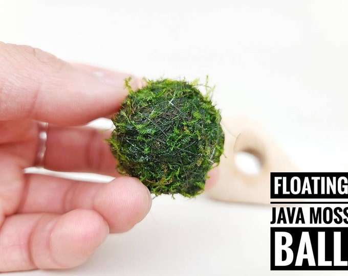 Live Moss Starter Kitmoss Paint for Your Yard Moss Milk Shakelive