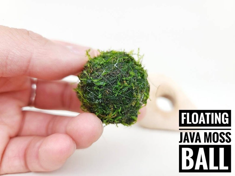 Floating Java Moss with Plant Anchor Live Aquarium Plant Terrarium Decoration Planted Tank Indoor Plant Unique Fathers Day Gift Holiday afbeelding 1