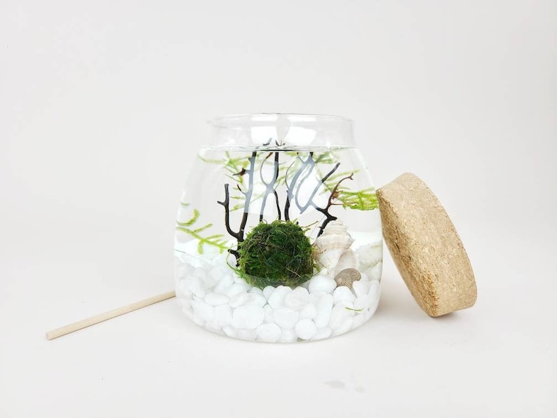 Ro Java Moss Ball Terrarium Kits de créations artisanales pour accessoires de bureau Cadeaux d'anniversaire uniques Cadeau plante d'intérieur pour elle Cadeaux de fête des mères image 2