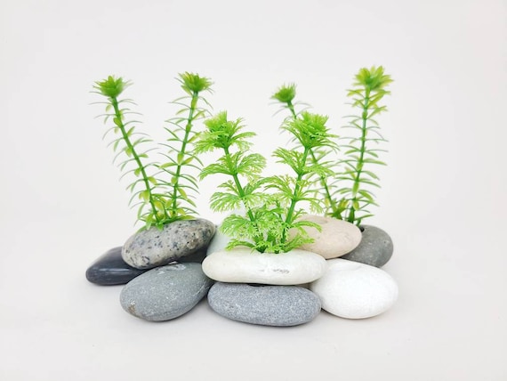 Live Plant Anchor Stone Handcrafted Plant Weight Natural Rock