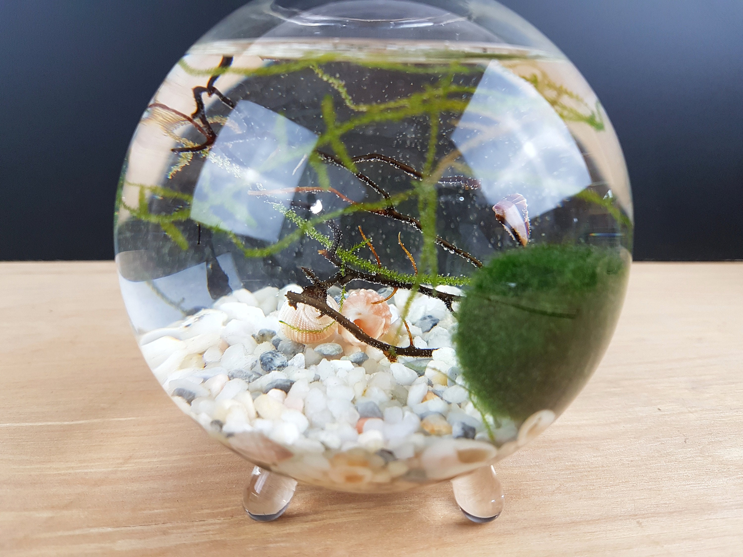Marimo Moss Ball Terrarium Kit Globe Vi for Office Desk Etsy