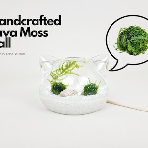 May include: Handcrafted Java Moss Ball in a clear glass container with a white cat-shaped design. The container is filled with white gravel and includes a small wooden stick. The text "Handcrafted Java Moss Ball" and "THE MOSS BOSS STUDIO" is visible in the image.